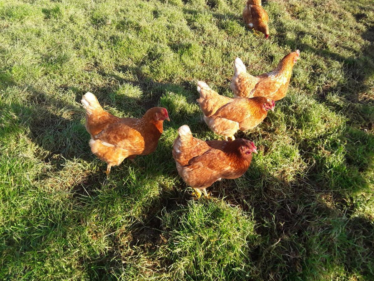 Sharlands Farm Bed And Breakfast Bude Bagian luar foto