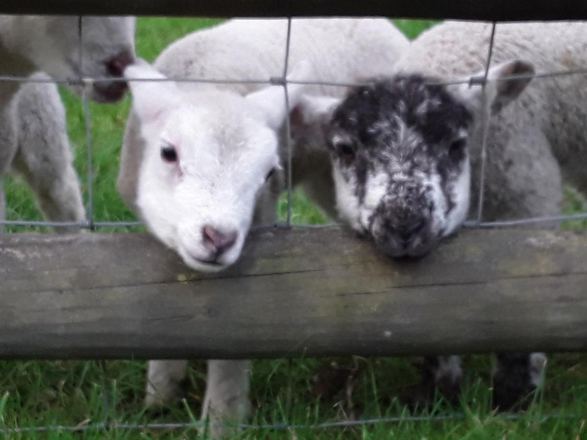 Sharlands Farm Bed And Breakfast Bude Bagian luar foto