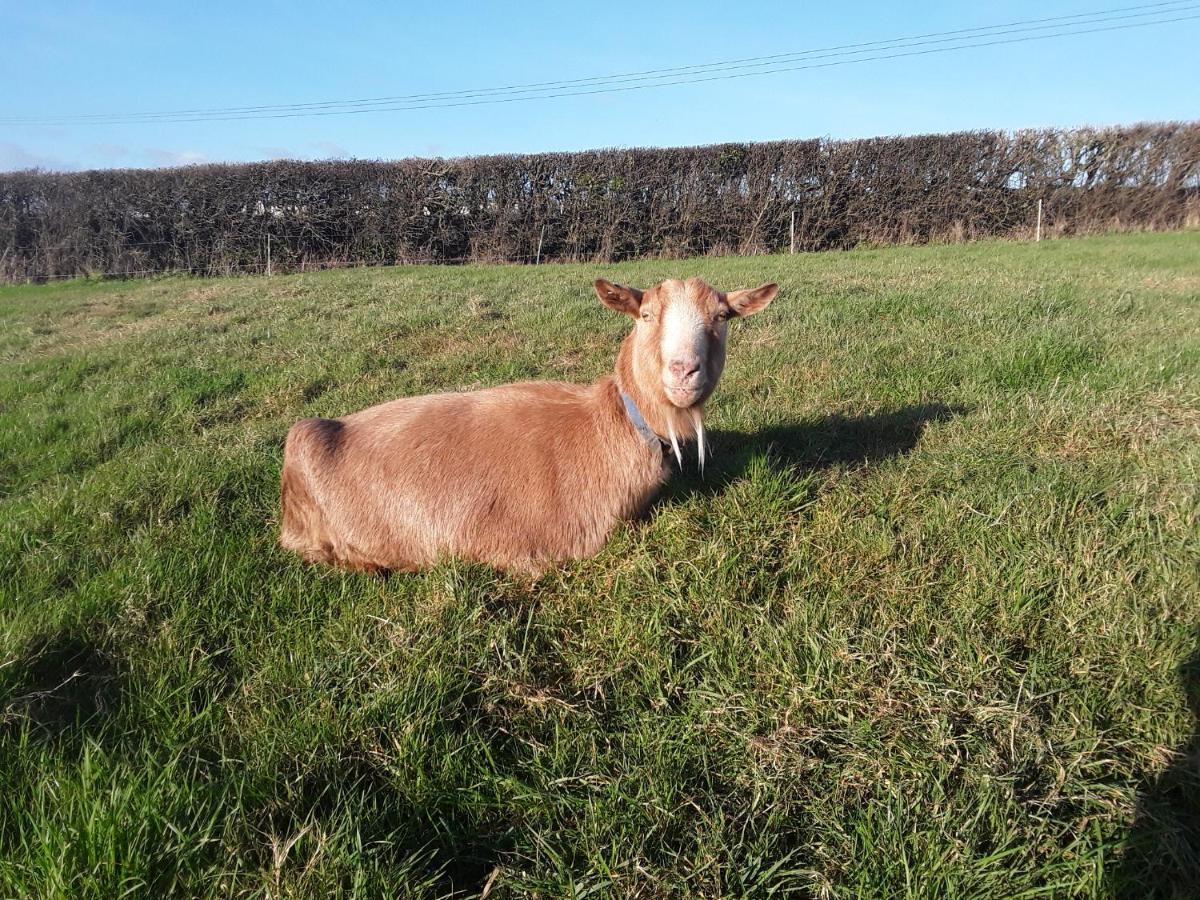 Sharlands Farm Bed And Breakfast Bude Bagian luar foto